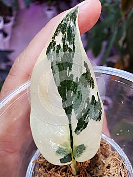 Beautiful white and green marbled leaf of Scindapsus Mayari Variegated , a rare shingling houseplant photo