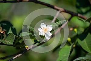 Close-up Beautiful white guava flowers in full bloom before the little guava grows out. On the farm of Thailand in the