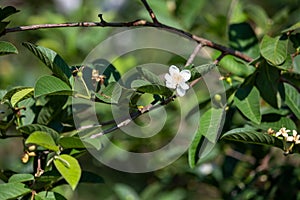 Close-up Beautiful white guava flowers in full bloom before the little guava grows out. On the farm of Thailand in the