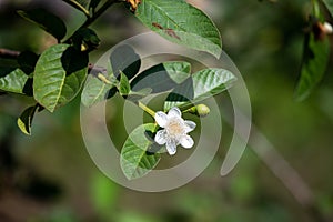 Close-up Beautiful white guava flowers in full bloom before the little guava grows out. On the farm of Thailand in the