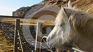 Close up beautiful white icelandic horse face look to camera on field behind fence isolated in sunny day in nature outdoors