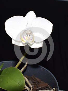 A close up of a beautiful white orchid on a stem