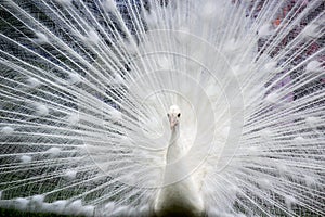 Close-up of beautiful white peacock with feathers out
