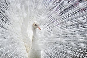 Close-up of beautiful white peacock with feathers out