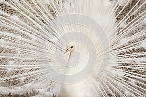 Close-up of beautiful white peacock with feathers out.