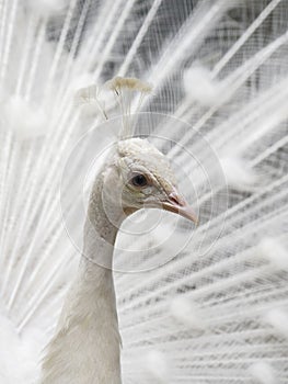 Close-up of beautiful white peacock with feathers out.