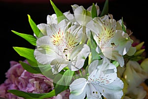 Close-up of beautiful white peruvian lily