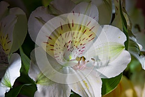 Close-up of beautiful white Alstroemeria