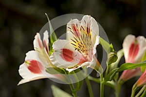 Close-up of beautiful white peruvian lily, lily of the Incas Alstroemeria