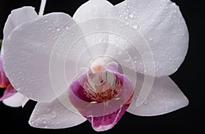 Close up beautiful white Phalaenopsis orchid flowers, isolated background. Dendrobium orchid. Flower in bloom.