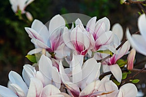 Close up beautiful white and pink magnolia flowers