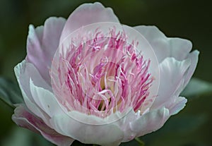 Close-up of beautiful,white and pink Paeonia lactiflora, peonia photo