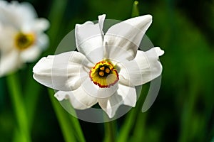 Close-up of beautiful white Poets Narcissus flower Narcissus poeticus, poets daffodil, pheasant`s eye, findern flower