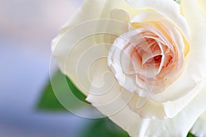 Close up beautiful white rose