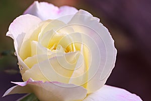 Close up beautiful white rose