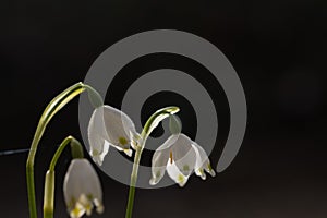 Close up of beautiful White snowflake flowers,Springtime