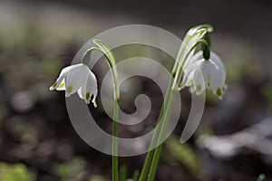 Close up of beautiful White snowflake flowers,Springtime