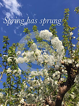 Conceptual image. Spring has sprung. photo