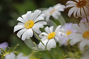 Beautiful White Swan River Daisies