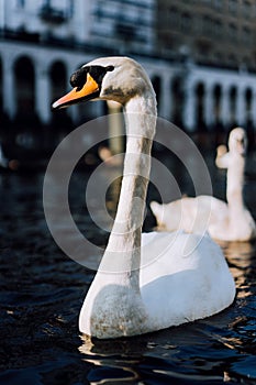 Close up of beautiful white swan swimming on Alster river canal near city hall in Hamburg