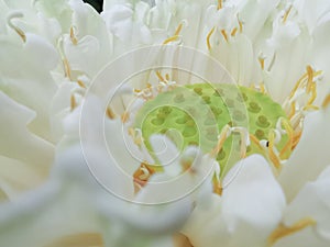 Close up of beautiful white water lily
