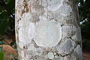 Close up of beautiful whitish and greenish lichens on tree trunk