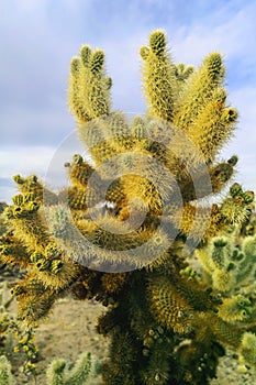 Close up of a beautiful wild cactus in the Californian desert.