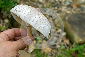 Close-up of beautiful wild mushroom Chlorophyllum molybdites - False Parasol with white cap and brown pecks in hand