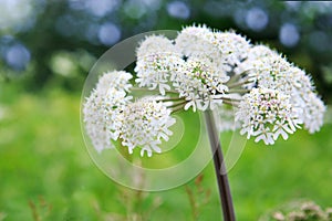 Close up of beautiful wild Southeastern flower isolated on blur green background.