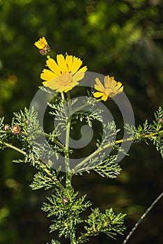 Close-up of Beautiful Wild Yellow Daisy, Macro, Nature