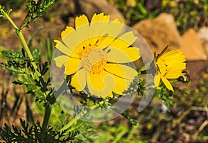 Close-up of Beautiful Wild Yellow Daisy, Macro, Nature