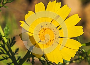 Close-up of Beautiful Wild Yellow Daisy, Macro, Nature