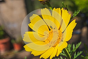 Close-up of Beautiful Wild Yellow Daisy, Macro, Nature