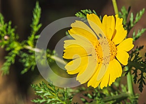 Close-up of Beautiful Wild Yellow Daisy, Macro, Nature