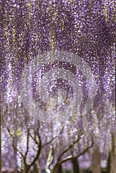 Close up of beautiful Wisteria flower tree at Garden, Fukuoka, Japan