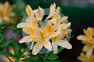 Close up of beautiful Yellow Azalea or Rhododendron Austrinum flowers