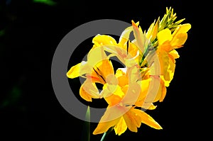 Close up beautiful yellow Canna Flower in spring season at a botanical garden isolated on black background.