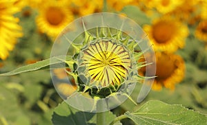 close up of beautiful yellow color common sunflower (helianthus annuus) in bloom in the field in summer season