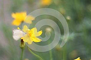 Close up at beautiful yellow cosmos flowers.