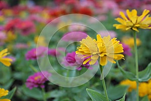 Close up beautiful yellow flower blooming and soft sunlight