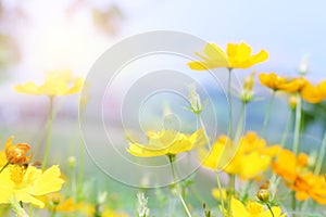 close up beautiful yellow flower and pink blue sky blur landscape natural outdoor background