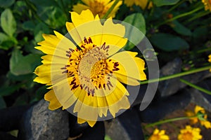 Close up of Beautiful yellow flower with red patches on sunny day