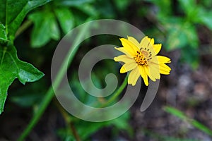 Close-up, beautiful, yellow flowers blooming on the sunset background.