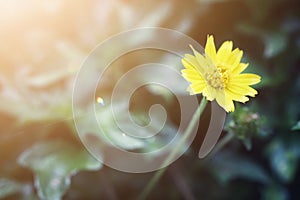 Close-up, beautiful, yellow flowers blooming on the sunset background.