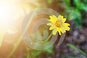 Close-up, beautiful, yellow flowers blooming on the sunset background.