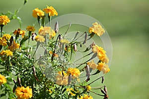 Close up of beautiful yellow flowers with a green blurred background