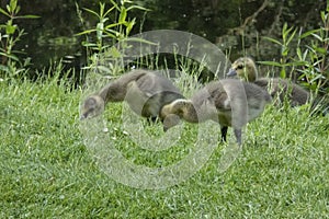 Close up of beautiful yellow fluffy greylag goose babies goslings in spring, Anser anser is a species of large goose in the