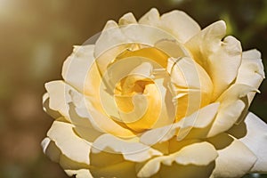 Close-up of a beautiful yellow garden rose growing in the park. In fuul bloom with sunlight