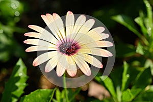 close up beautiful yellow gerbera flower in the garden