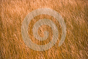 Close up of beautiful yellow grass with blurred background